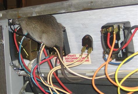 Old Bobcat 763 Rat chewed some wires 